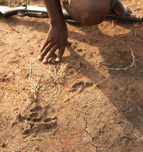 wildsporen in de bush, Tanzania