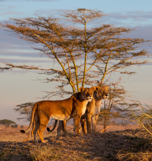 Leeuwen spotten in de Serengeti, Tanzania