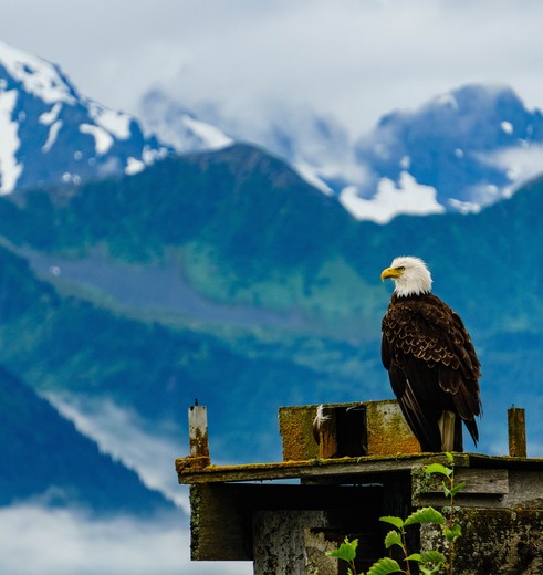 Amerikaanse adelaar bij Seward, Alaska, Amerika