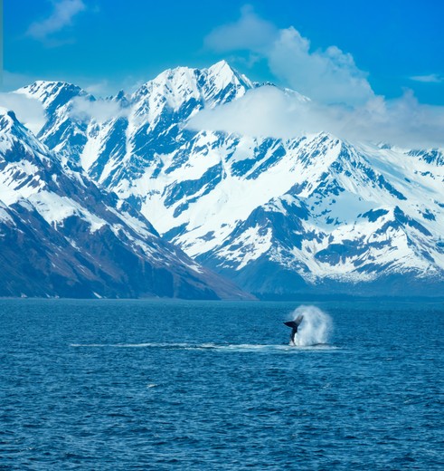 Walvis en spectaculair landschap tijdens je cruise vanuit Seward, Alaska, Amerika