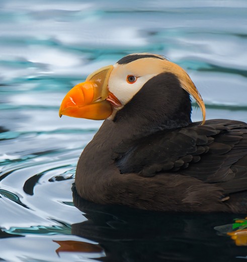 Papegaaiduiker bij Seward, Alaska, Verenigde Staten