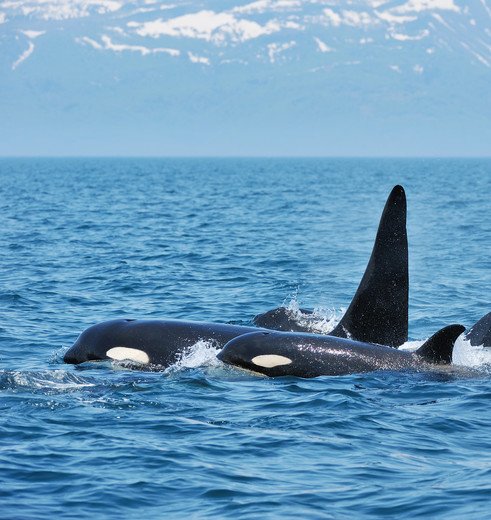 Walvissen bij Shiretoko