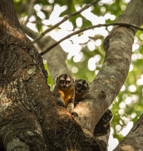 Shutterstock-Amazone-Iquitos-13(10)