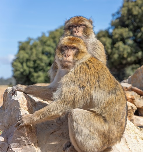 Berberapen bij Azrou