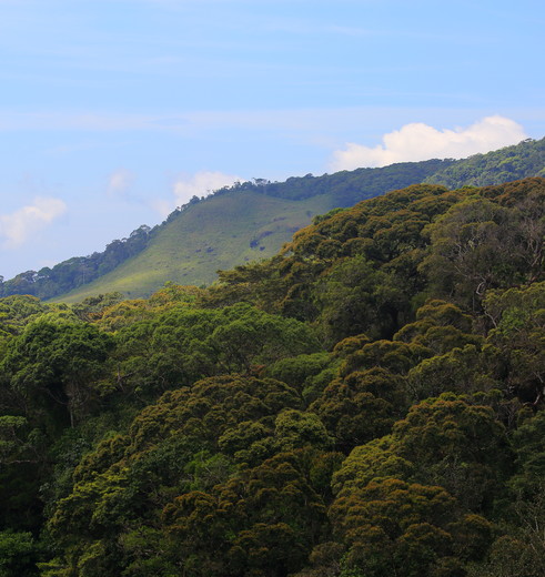 Sinharaja-Rainforest-3_1_375754