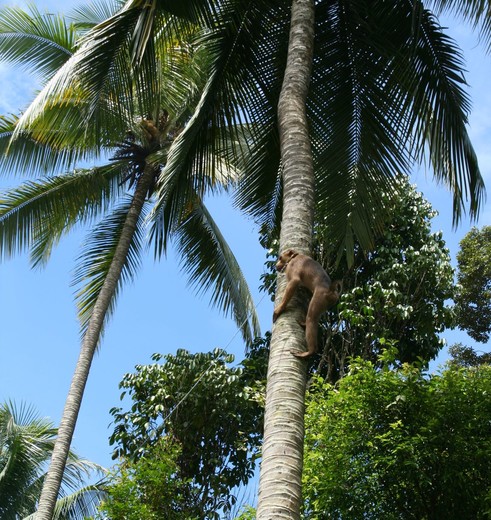 Sipirok-Aapje_1_405990