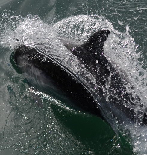 Zie de bonte dolfijn zwemmen tijdens de © Skorpios Cruises