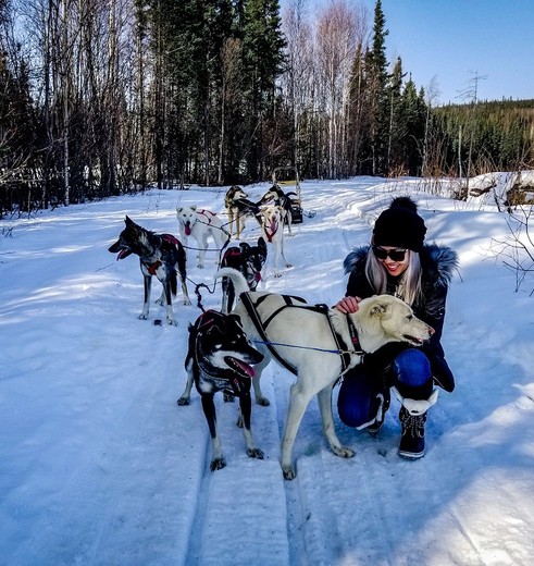 Husky's trekken slee door de sneeuw, Alaska, Amerika