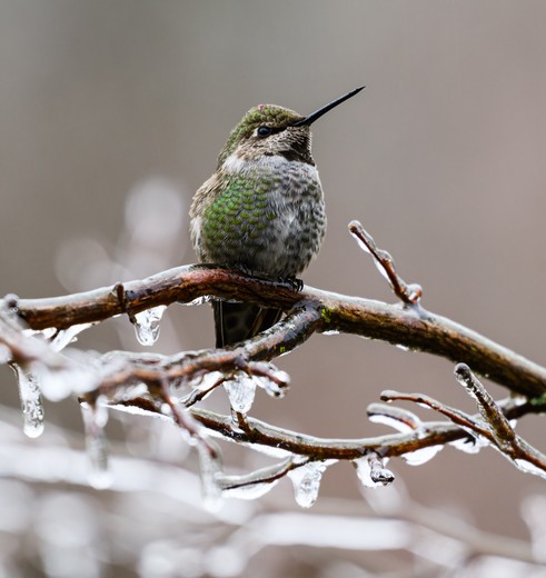 Bijzondere vogel in Snoqualmie, USA
