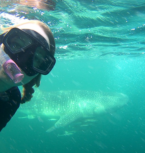 Snorkelen met walvishaaien bij Talisayan Kalimantan