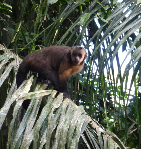 Spot-de-aapjes-op-de-takken(10)