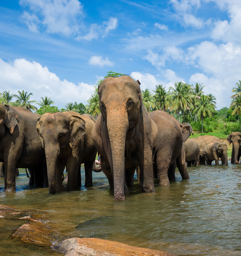 Olifanten in Sri Lanka