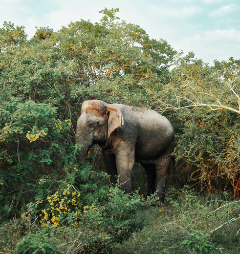 Olifant in National Park, Sri Lanka