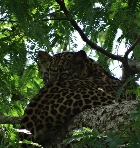 Yala National Park luipaard in de boom