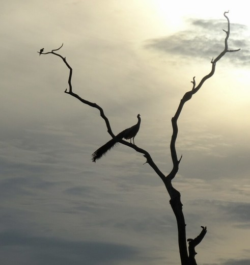 Yala National Park vogel in de boom