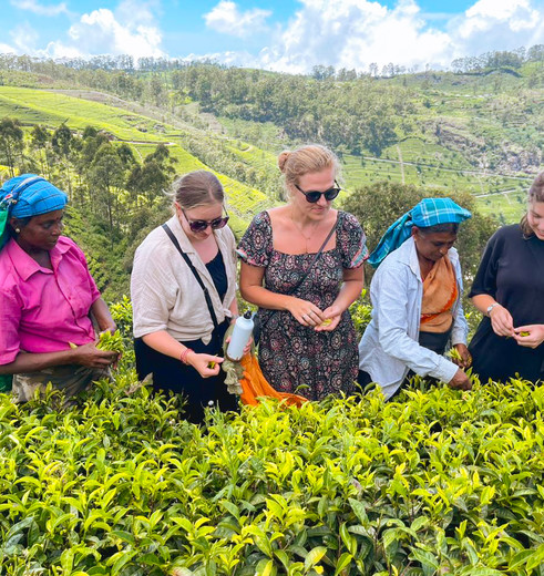 In de theetuinen werken van Sri Lanka, Azië
