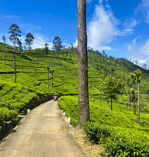 Bandarawela theevelden in Sri Lanka