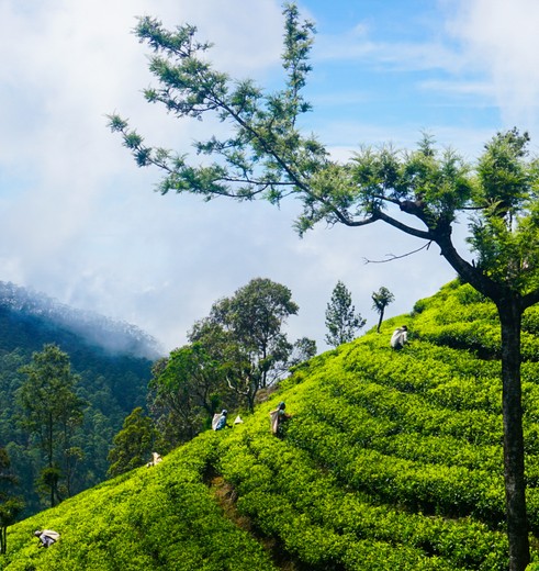 Bandarawela Theevelden in Azië