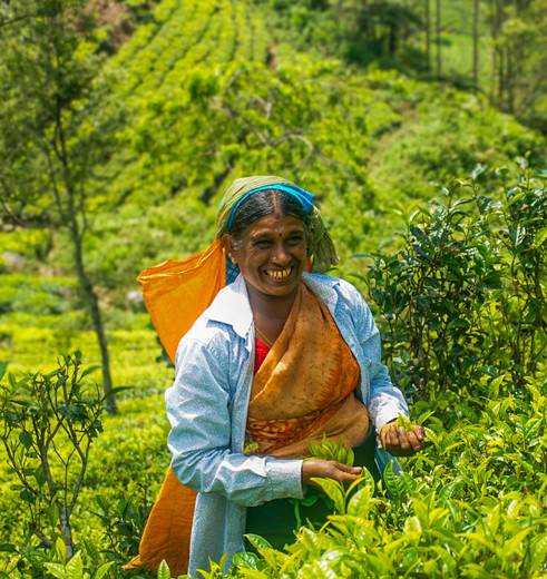 Theeplukster in Bandarawela, Sri Lanka, Azië