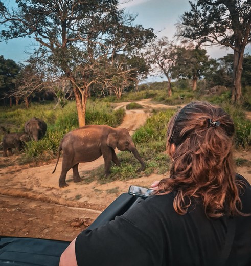 Sri Lanka olifant