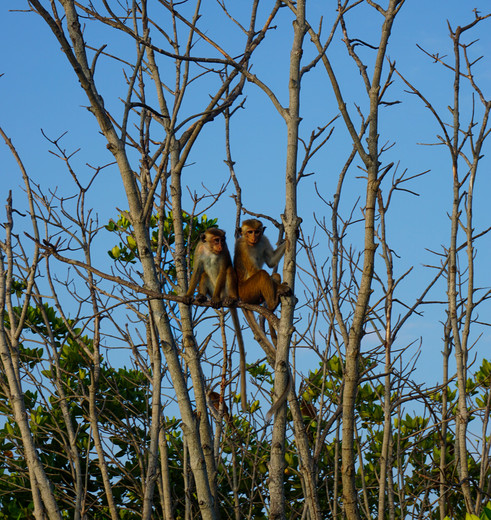 Boottocht in Negombo met aapjes