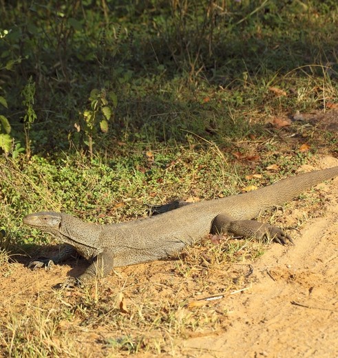 Krokodil in Udawalawe National Park