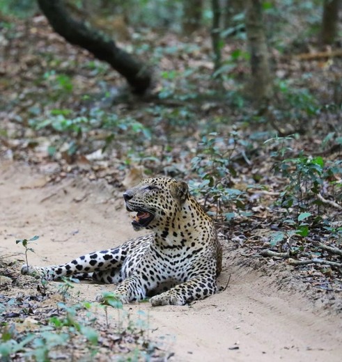 Luipaarden spotten tijdens een safari in Wilpattu NP, Sri Lanka