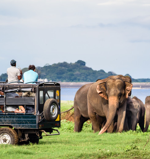 Op safari in Yala National Park spot je olifanten