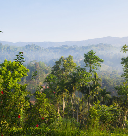 Sinharaja regenwoud in Sri Lanka