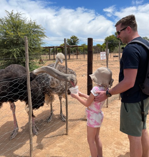 Struisvogelboerderij in Oudtshoorn, Zuid-Afrika