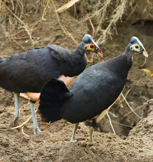 Sulawesi-Kotamobagu-Maleo vogel(8) Sulawesi-Kotamobagu-Maleo vogel(8)