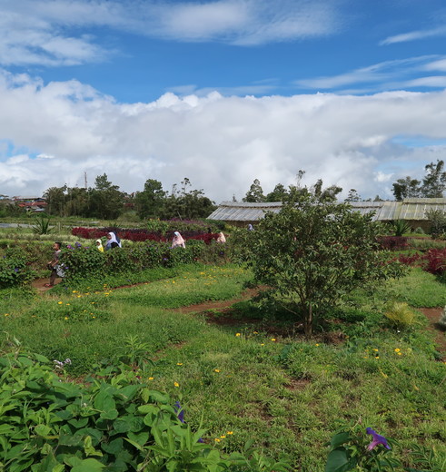 Sulawesi-Malino-Land