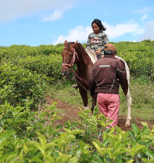 Sulawesi-Malino-Paardrijden