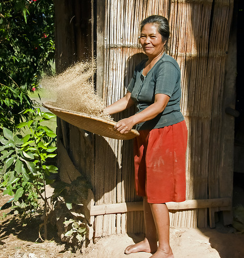 Sulawesi-Torajaland-Local-Rijst