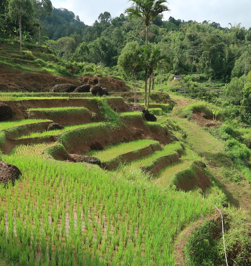 Sulawesi-Torajaland-Rijstvelden