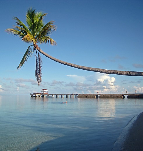 Sulawesi-Wakatobi-Palmboom
