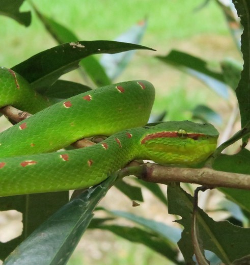 Sumatra-Bukit Lawang-slang(8)