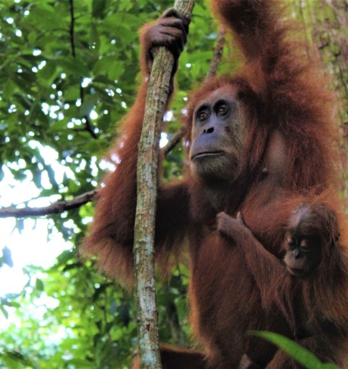 Sumatra-Bukit-Lawang-Jungle-17