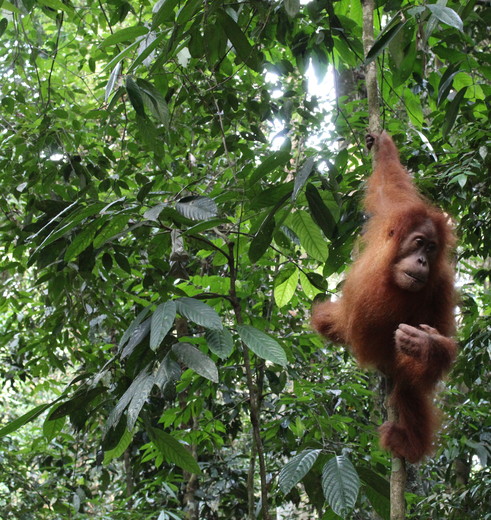 Orang Oetans en meer op Sumatra