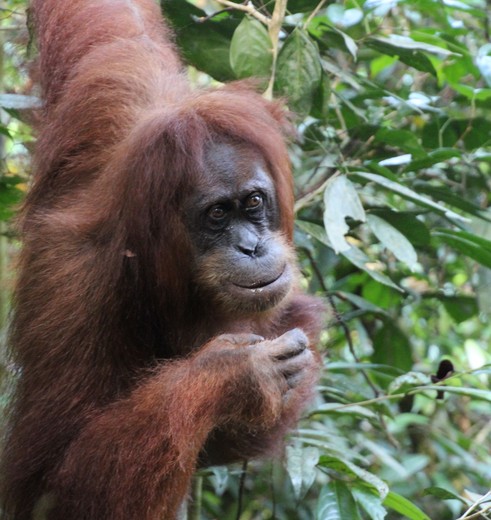 Sumatra-BukitLawang-Orangoetang14_2