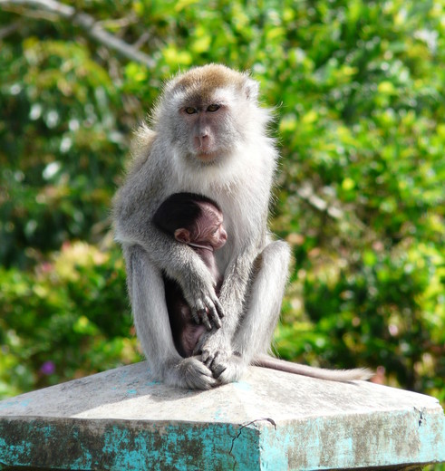 Sumatra-Sipirok-Bukittinggi-aapjes_2_203285