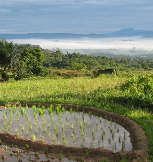 Sumatra-Sipirok-Rijstvelden_1_405885