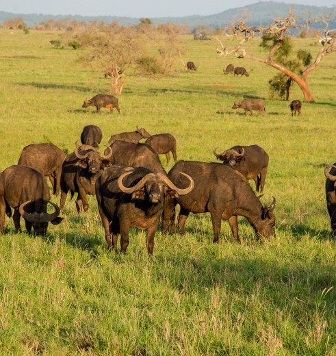 Buffels in Taita Hills Wildlife Sanctuary, Kenia