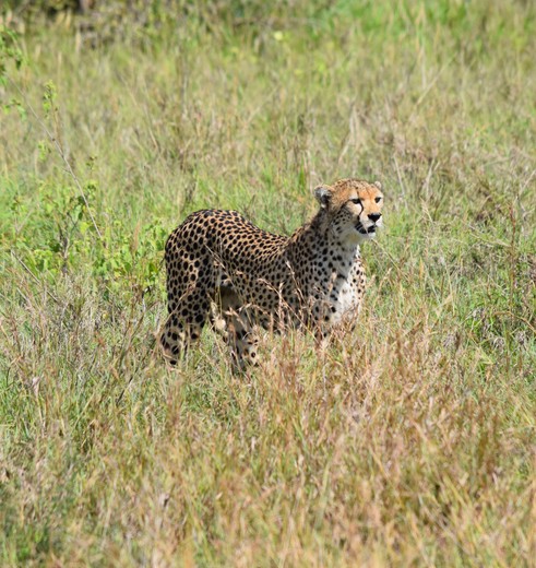 Cheeta spotten Taita Hills, Kenia