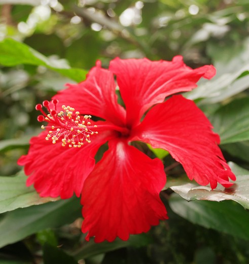 TamanNegara-red-flower TamanNegara-red-flower