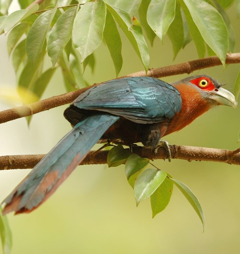 TamanNegara-staalblauw-met-oranje-vogel-op-tak