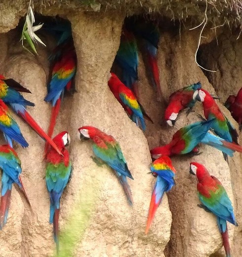 Tambopata-papegaaien_1_416968