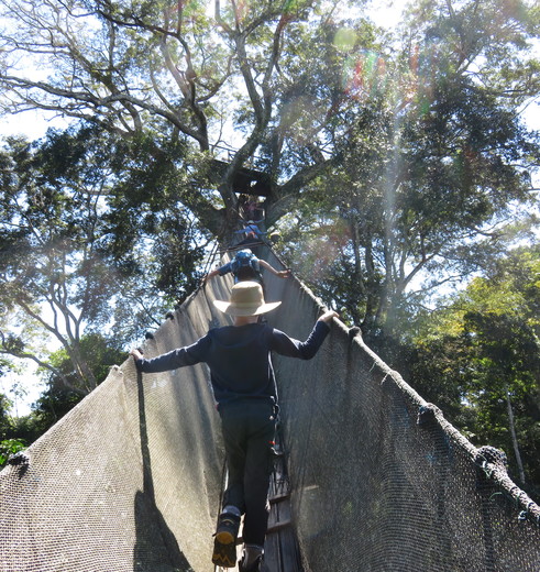 TambopataJungle-klimmen_1_416892