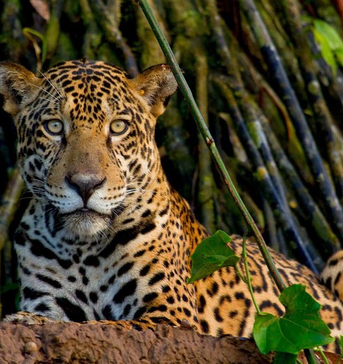 TambopataJungle-luipaard