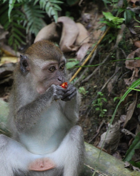 Tangkahan-Aapje1_1_405785